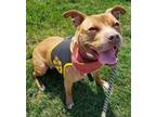 Adopt Oscar Wilde a American Staffordshire Terrier