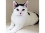Adopt Scott Dot a Domestic Short Hair