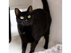 Adopt Blackie a Domestic Short Hair