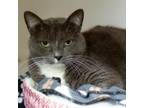 Adopt Tito a Domestic Short Hair