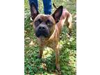 Adopt Oscar a Boxer, Bull Terrier