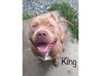 Adopt King a Pit Bull Terrier
