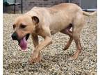 Adopt Ryder a Pit Bull Terrier