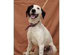 Adopt Darko a Dalmatian, Border Collie