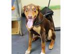 Adopt Ryder a Doberman Pinscher, Mixed Breed