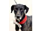 Adopt Skeeter a Catahoula Leopard Dog, Mixed Breed