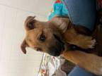 Adopt Dexter a German Shepherd Dog, Saint Bernard