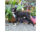 Adopt Nickel a Australian Shepherd