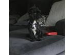 Adopt Benjen a Terrier