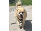 Adopt Grey a Pomeranian, Husky