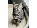 Adopt Karl a Domestic Short Hair