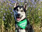 Adopt Zeus a Siberian Husky, German Shepherd Dog
