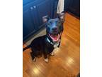 Adopt Bean a Labrador Retriever, Terrier