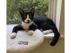 Adopt Cadbury a Domestic Short Hair