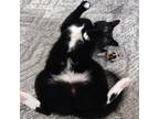 Adopt Serge a Bombay