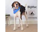Adopt BigMac a Treeing Walker Coonhound