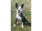 Adopt CARTER ~ $0 ADOPTION FEE THRU 8/31/24!! a Mixed Breed
