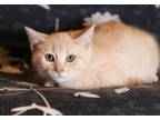 Adopt Zeus a Domestic Short Hair, Tabby