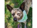 Adopt Archie a Terrier