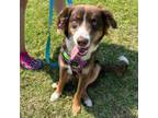 Adopt Rolo a Australian Shepherd
