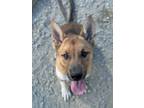 Adopt Jag a Shepherd, Siberian Husky