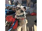 Adopt Bruno a Husky