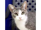 Adopt Cyprus a Domestic Short Hair