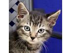 Adopt Meatball a Domestic Short Hair