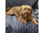 Adopt Ozzie a Yorkshire Terrier