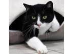 Adopt Jasper a American Shorthair
