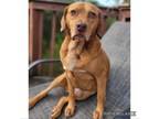 Adopt Newby a Beagle, Mixed Breed