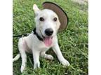 Adopt Hawkeye a Australian Shepherd, Mixed Breed