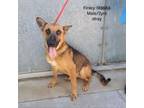 Adopt Finley a German Shepherd Dog