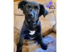 Adopt Calvin Klein - Blue Jeans Litter a Australian Cattle Dog / Blue Heeler