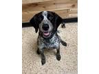 Adopt Cody a Beagle