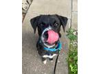Adopt Cash a Labrador Retriever, Border Collie