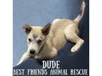 Adopt Dude a Husky