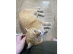 Adopt Clyde a Domestic Short Hair