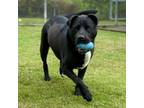 Adopt Rocket a Pit Bull Terrier, Black Labrador Retriever