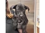 Adopt Jerry a Black Labrador Retriever