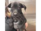 Adopt Tom a Black Labrador Retriever