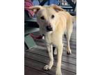 Adopt Max (senior) a Labrador Retriever