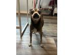 Adopt Lil T a Mixed Breed