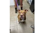 Adopt Keno a Mixed Breed