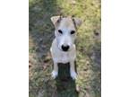 Adopt Herbie (Scarecrow) a Mixed Breed