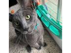 Adopt Tank a Russian Blue, Domestic Short Hair