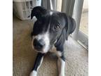 Adopt Ross a Black Labrador Retriever