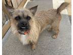 Adopt Chewy a Cairn Terrier