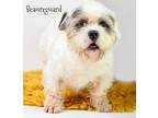 Adopt Beaureguard a Petit Basset Griffon Vendeen, Shih Tzu