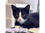 Adopt Kramer a Domestic Short Hair